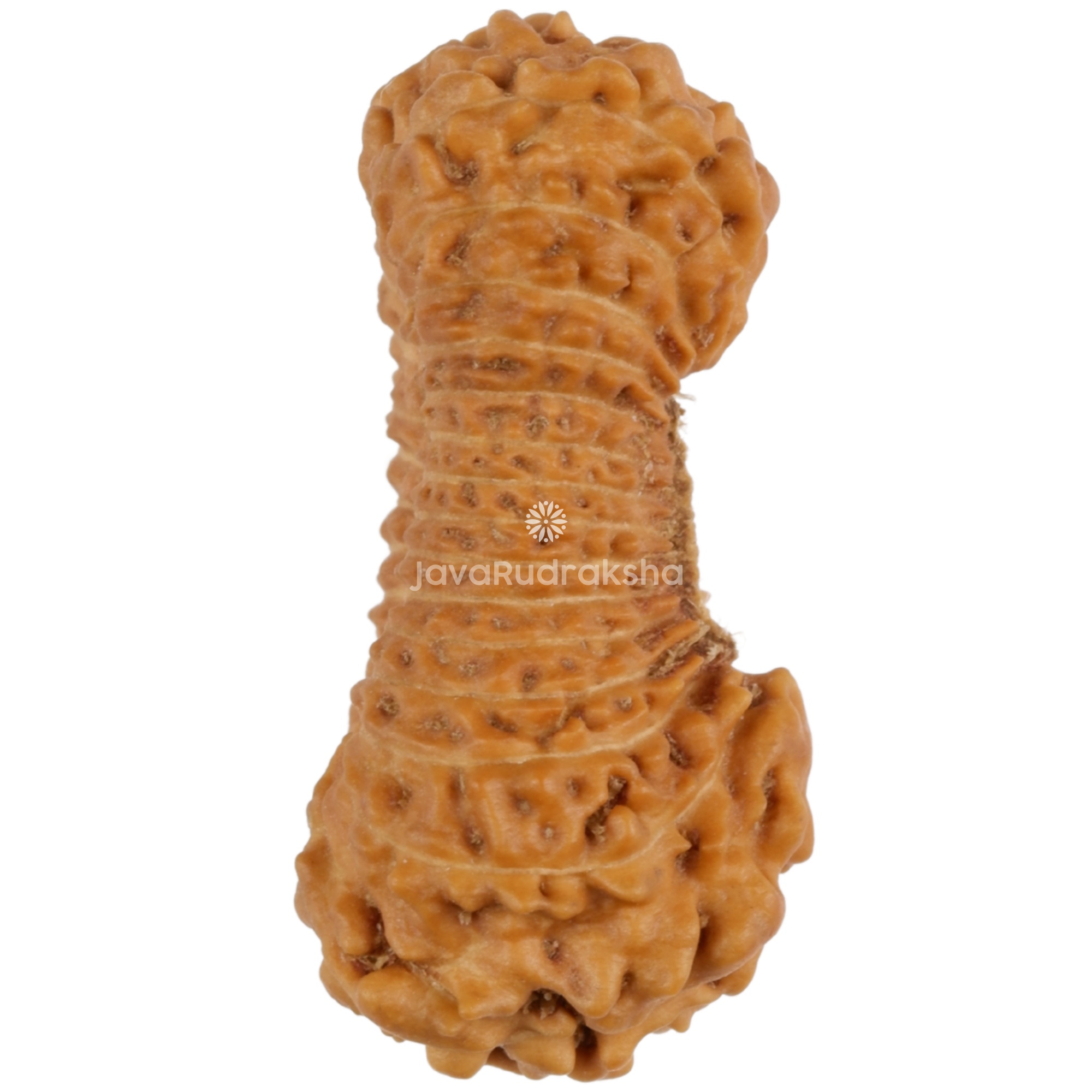 29 Mukhi Java Rudraksha 19.82 mm right side view