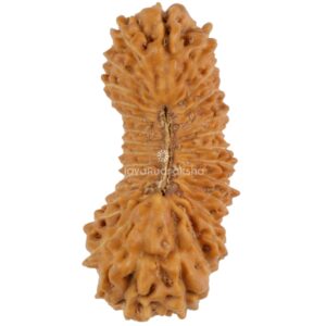29 Mukhi Java Rudraksha 19.82 mm top view