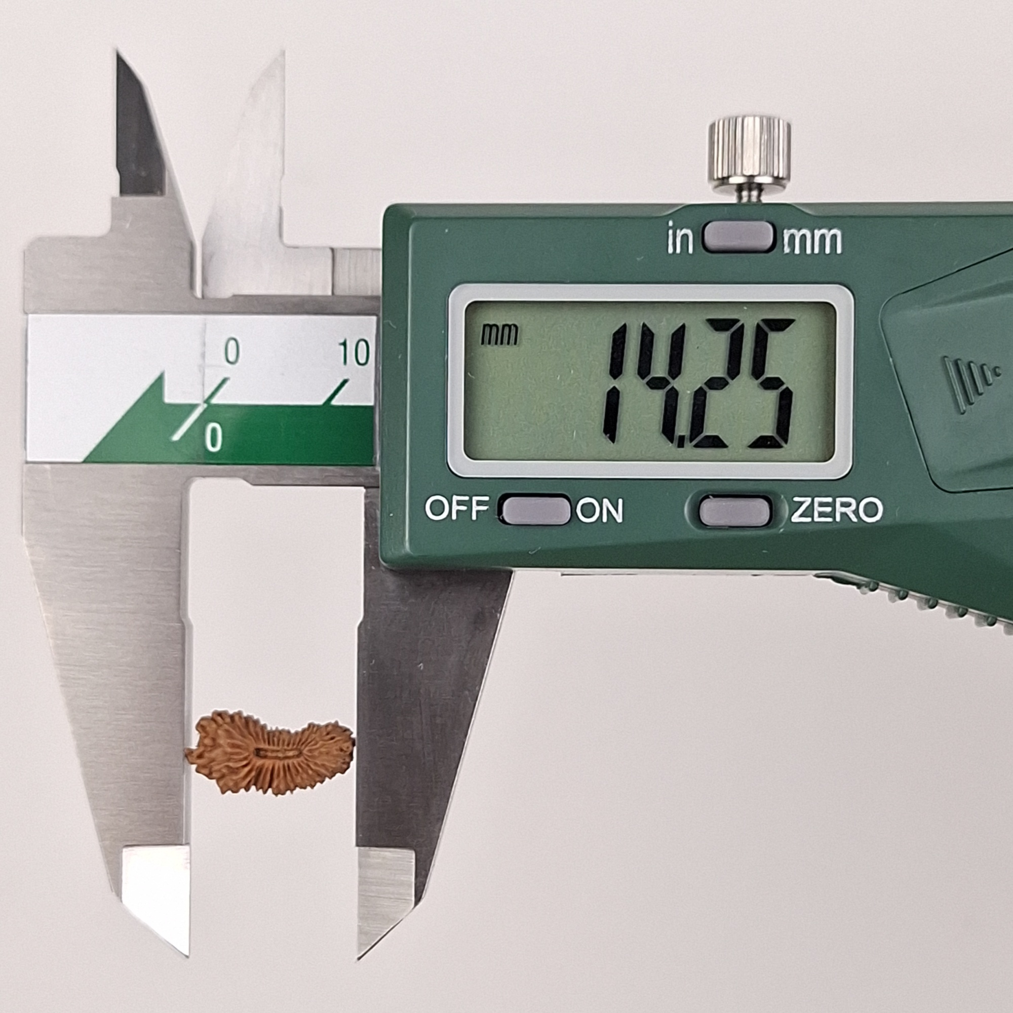 30 Mukhi Java Rudraksha 14.25 mm length measurement