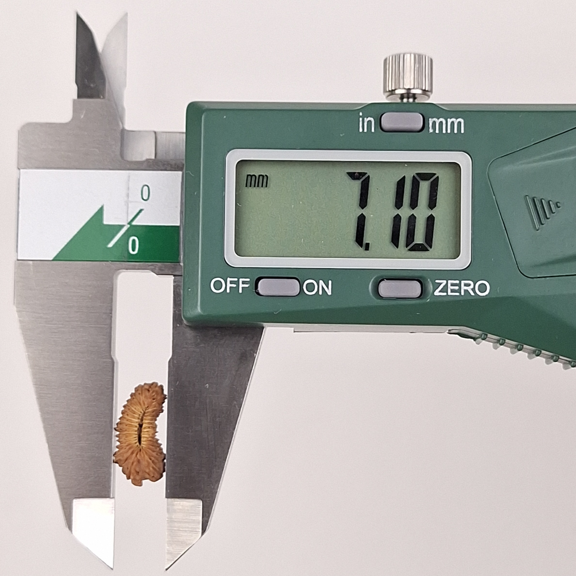 30 Mukhi Java Rudraksha 7.10 mm width measurement