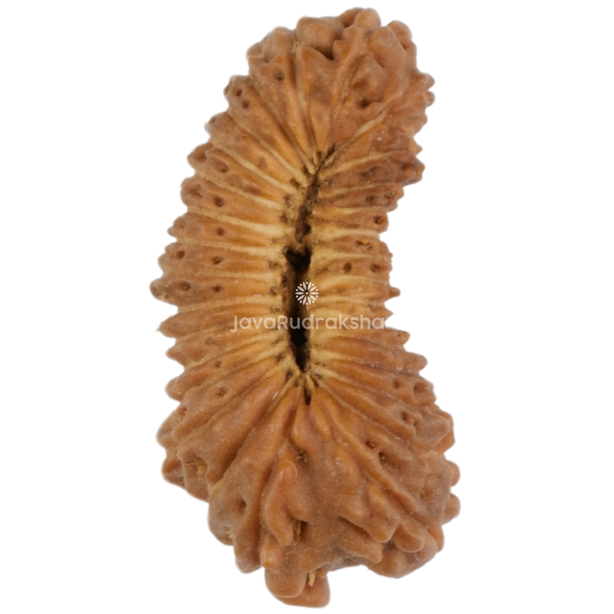 30 Mukhi Java Rudraksha 14.25 mm bottom view