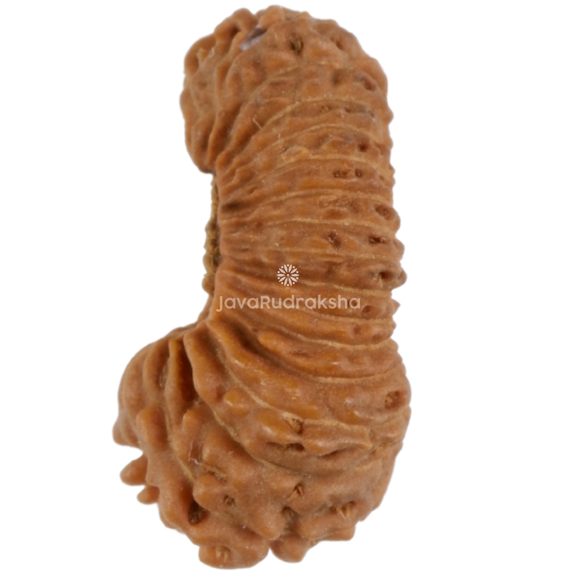 30 Mukhi Java Rudraksha 14.25 mm left side view