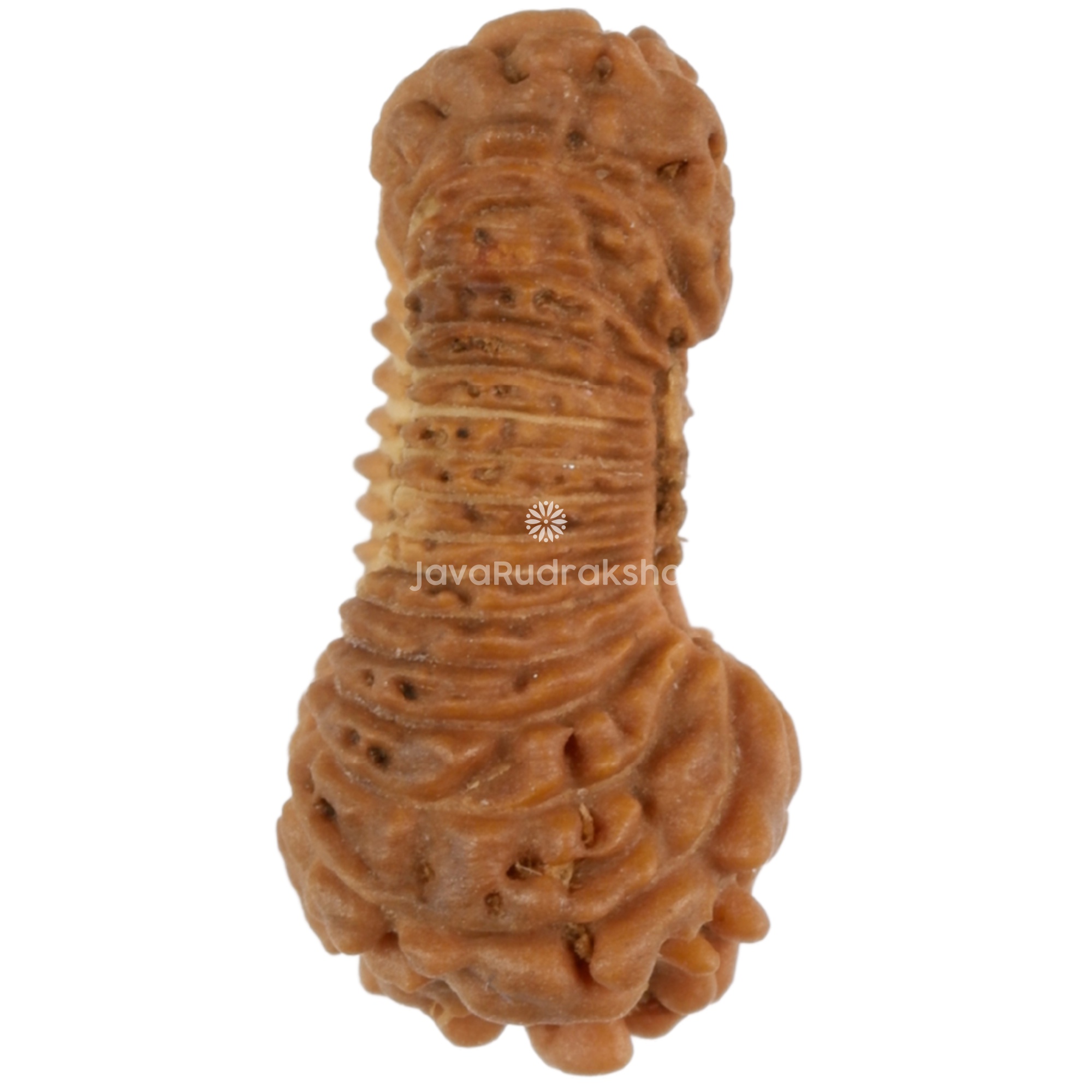 30 Mukhi Java Rudraksha 14.25 mm right side view