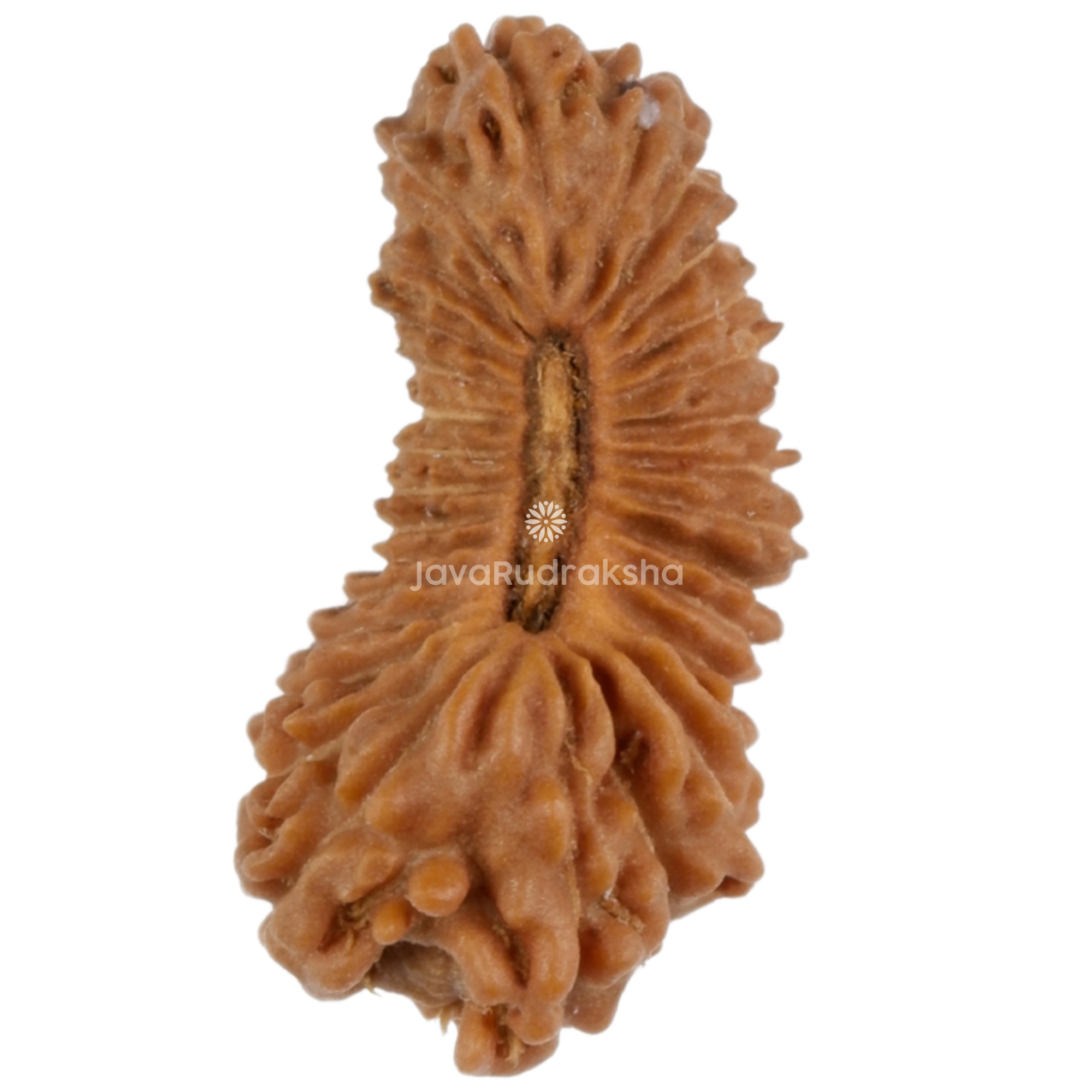 30 Mukhi Java Rudraksha 14.25 mm top view