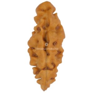 1 Mukhi Java Rudraksha 16.71 mm front view