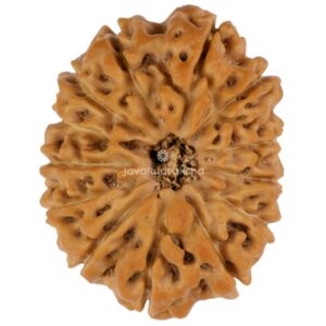 13 Mukhi Java Rudraksha 25.33 mm top view