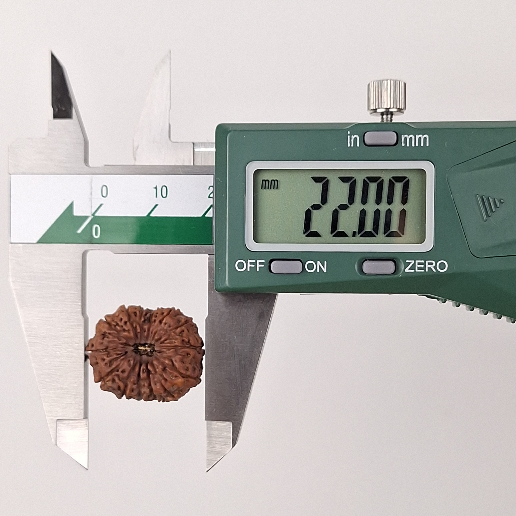 14 Mukhi Java Rudraksha 22.00 mm length measurement