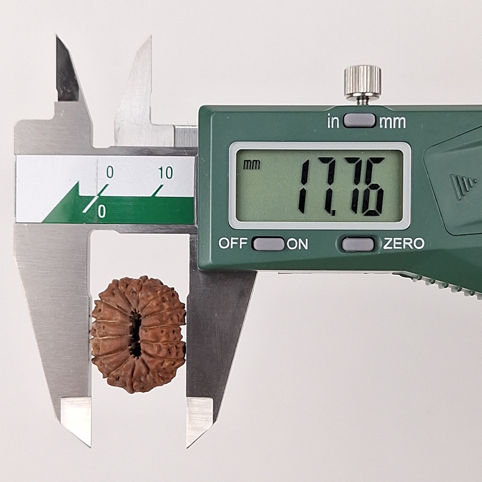 14 Mukhi Java Rudraksha 17.76 mm width measurement