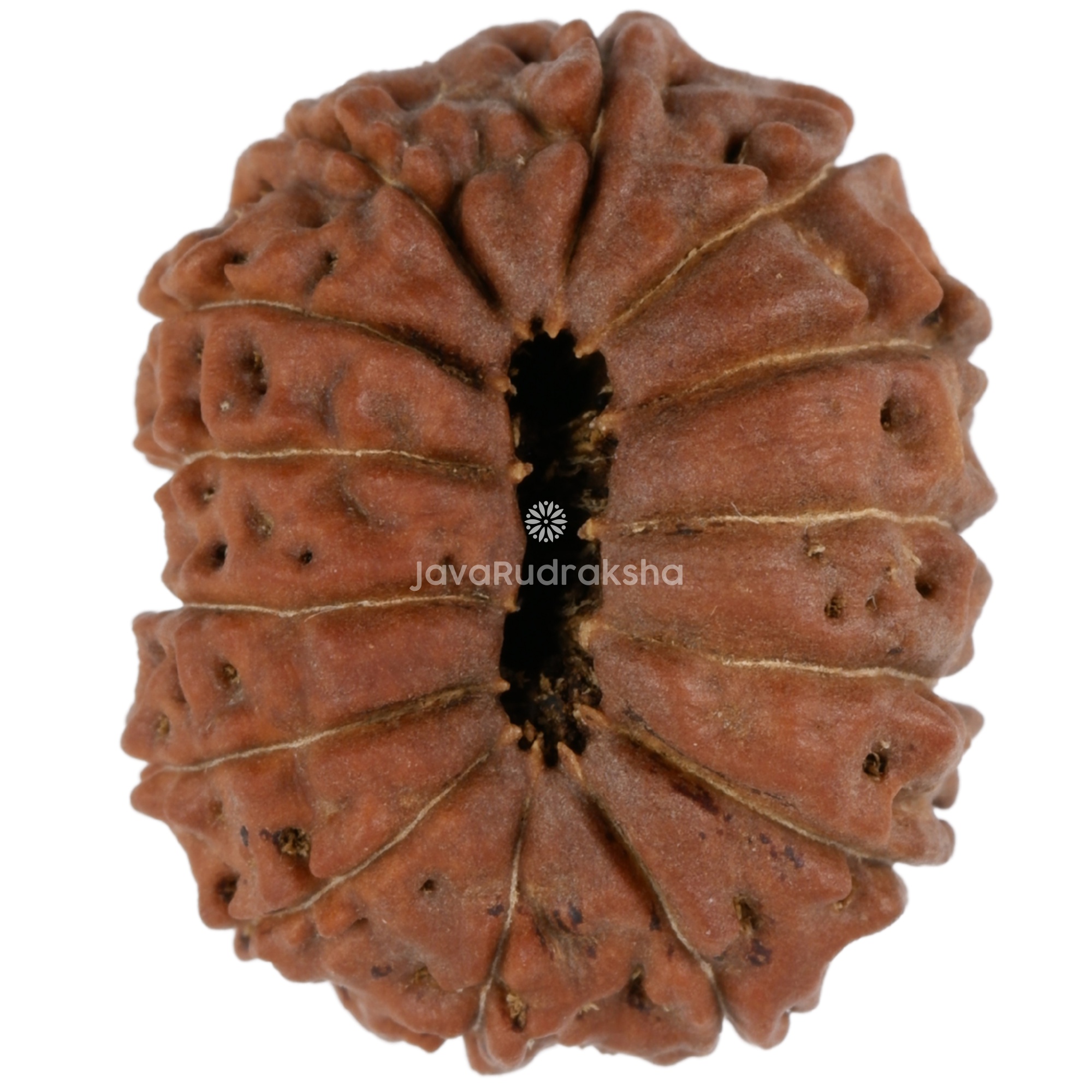 14 Mukhi Java Rudraksha 22.00 mm bottom view