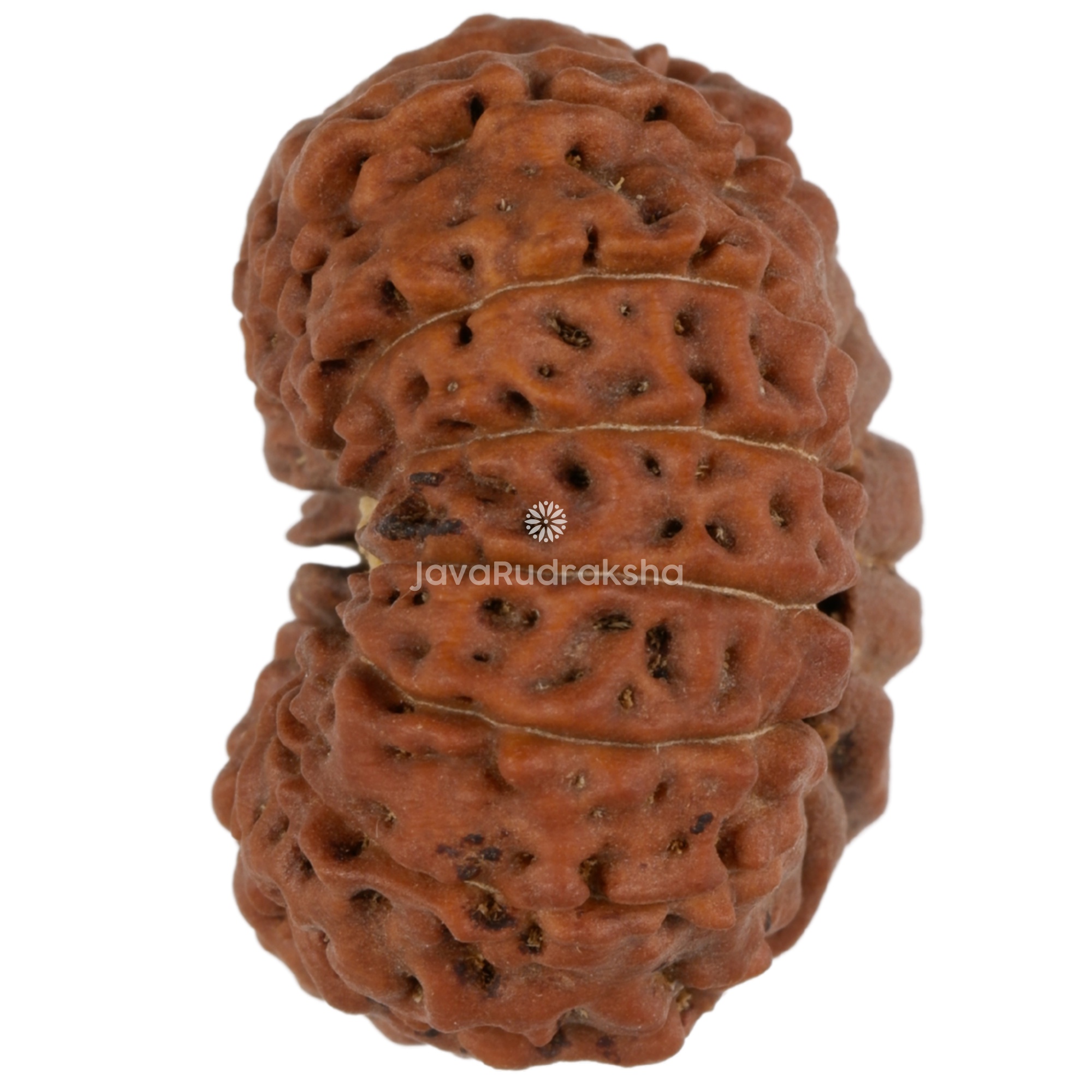 14 Mukhi Java Rudraksha 22.00 mm left side angle