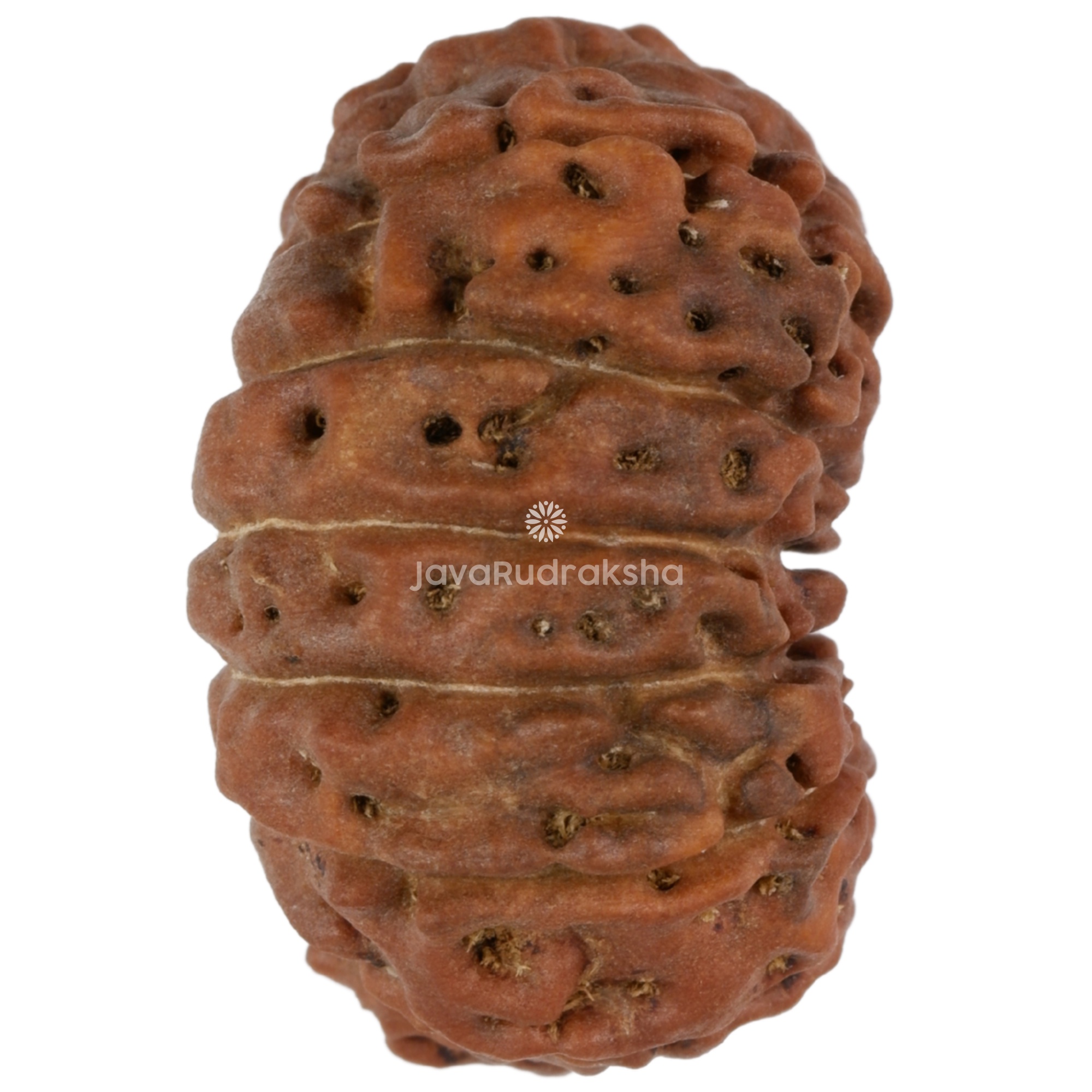 14 Mukhi Java Rudraksha 22.00 mm right side angle