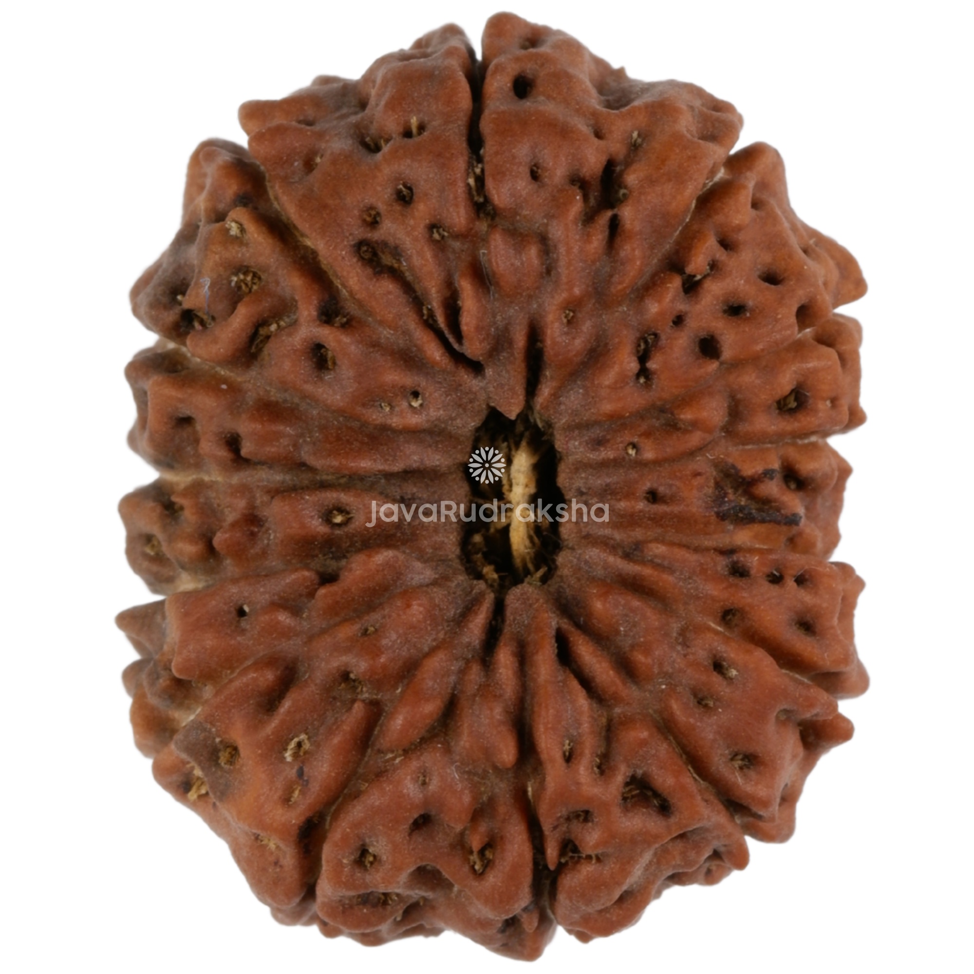 14 Mukhi Java Rudraksha 22.00 mm top view