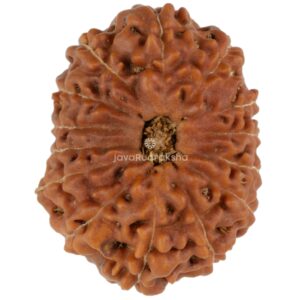 14 Mukhi Java Rudraksha 23.51 mm top view