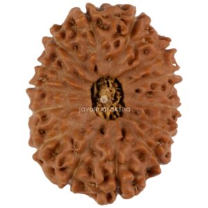 14 Mukhi Java Rudraksha 23.81 mm top view