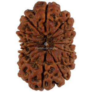 14 Mukhi Java Rudraksha 25.52 mm top view