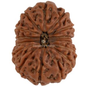 15 Mukhi Java Rudraksha 20.47 mm top view