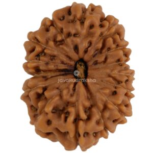 15 Mukhi Java Rudraksha 21.04 mm top view