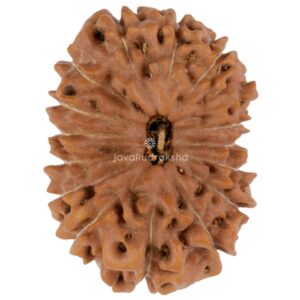 16 Mukhi Java Rudraksha 22.31 mm top view
