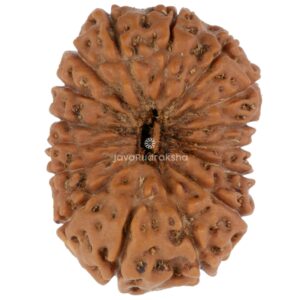 16 Mukhi Java Rudraksha 23.84 mm top view