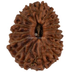 17 Mukhi Java Rudraksha 11.86 mm top view
