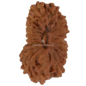17 Mukhi Java Rudraksha 11.92 mm top view