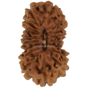 17 Mukhi Java Rudraksha 12.52 mm top view