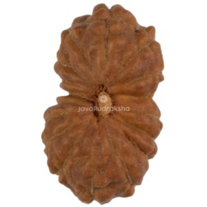 17 Mukhi Java Rudraksha 12.76 mm top view