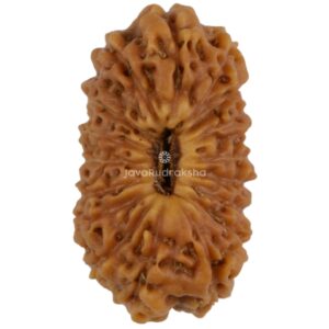 17 Mukhi Java Rudraksha 14.82 mm top view