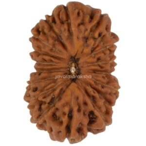 17 Mukhi Java Rudraksha 15.35 mm top view