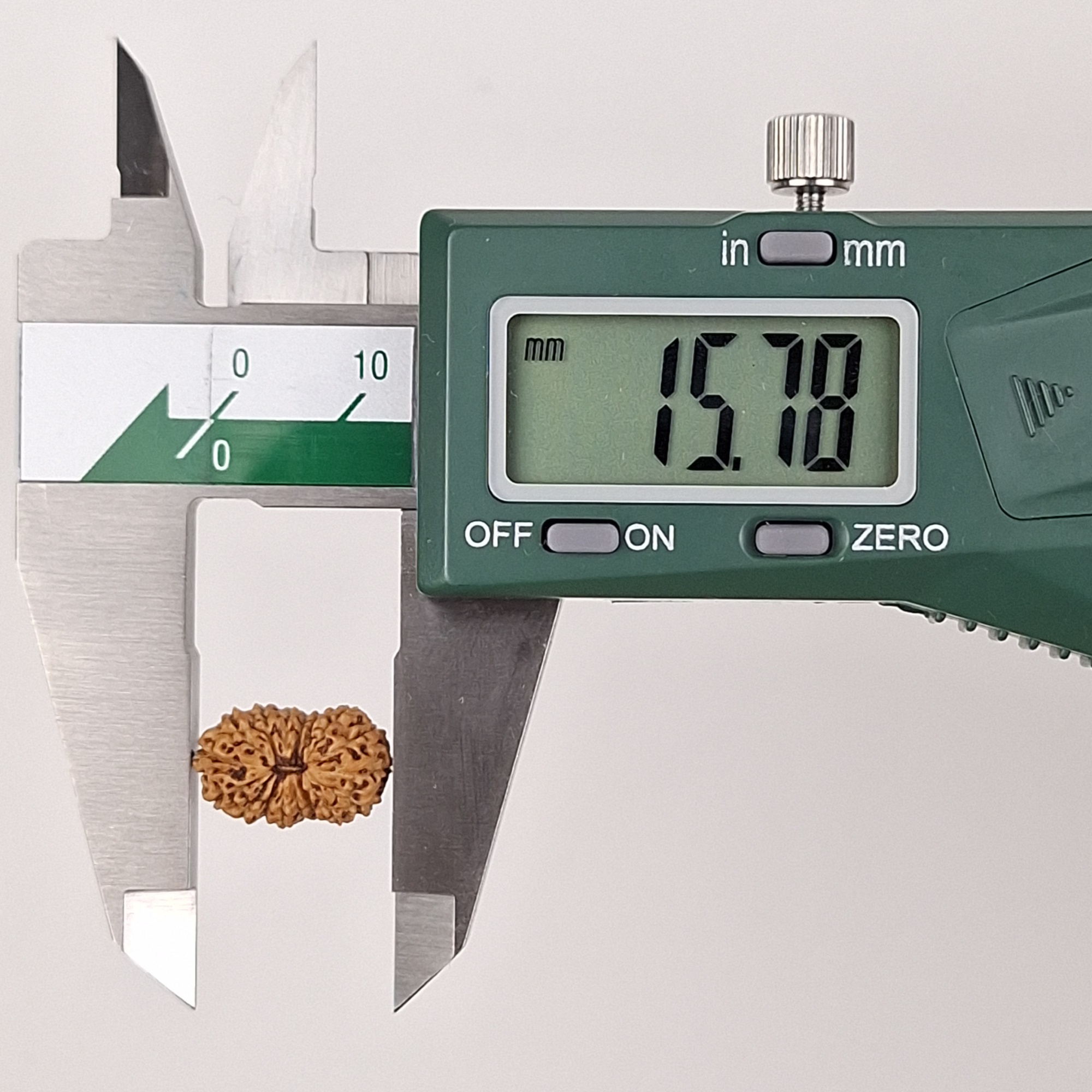 17 Mukhi Java Rudraksha 15.78 mm length measurement