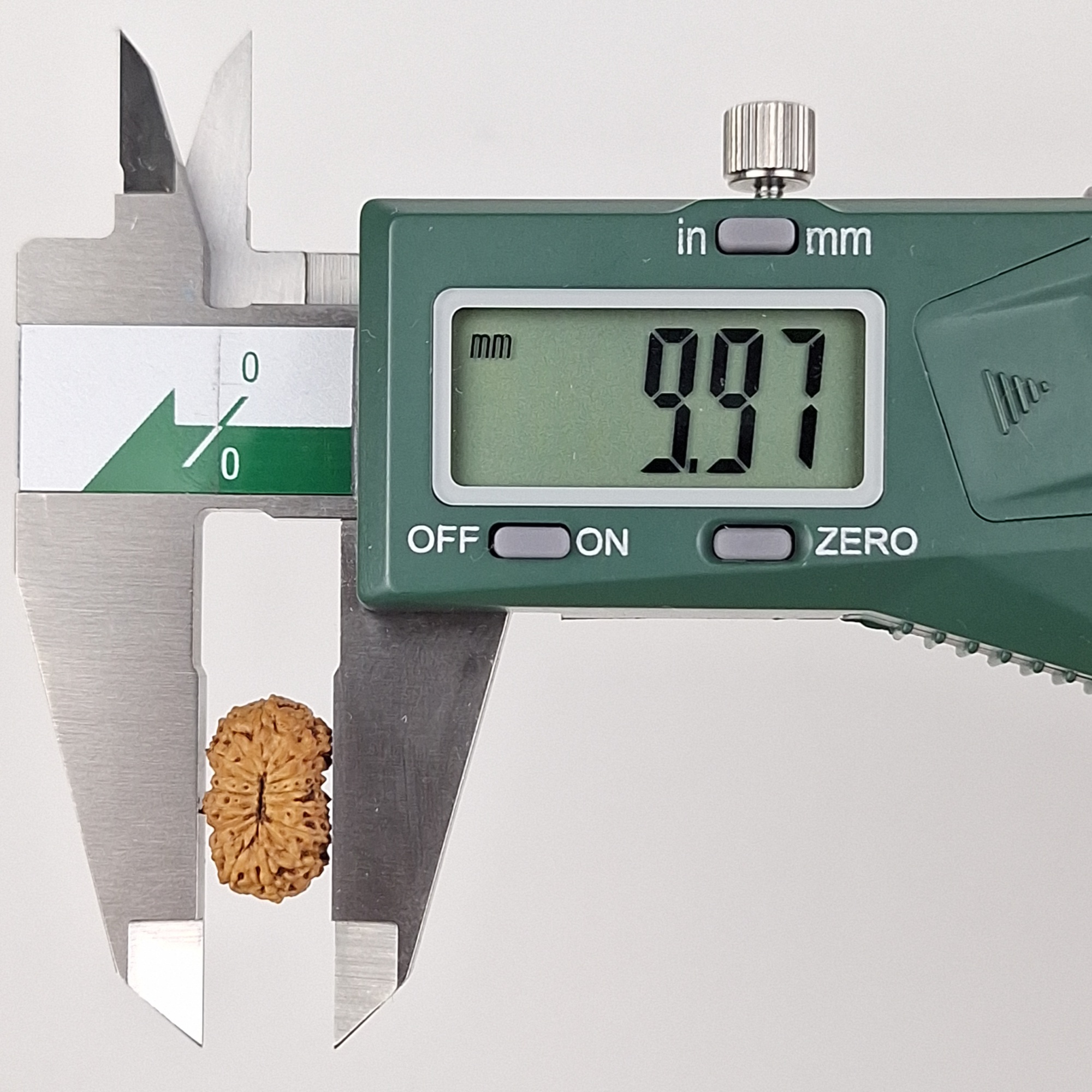 17 Mukhi Java Rudraksha 9.97 mm width measurement