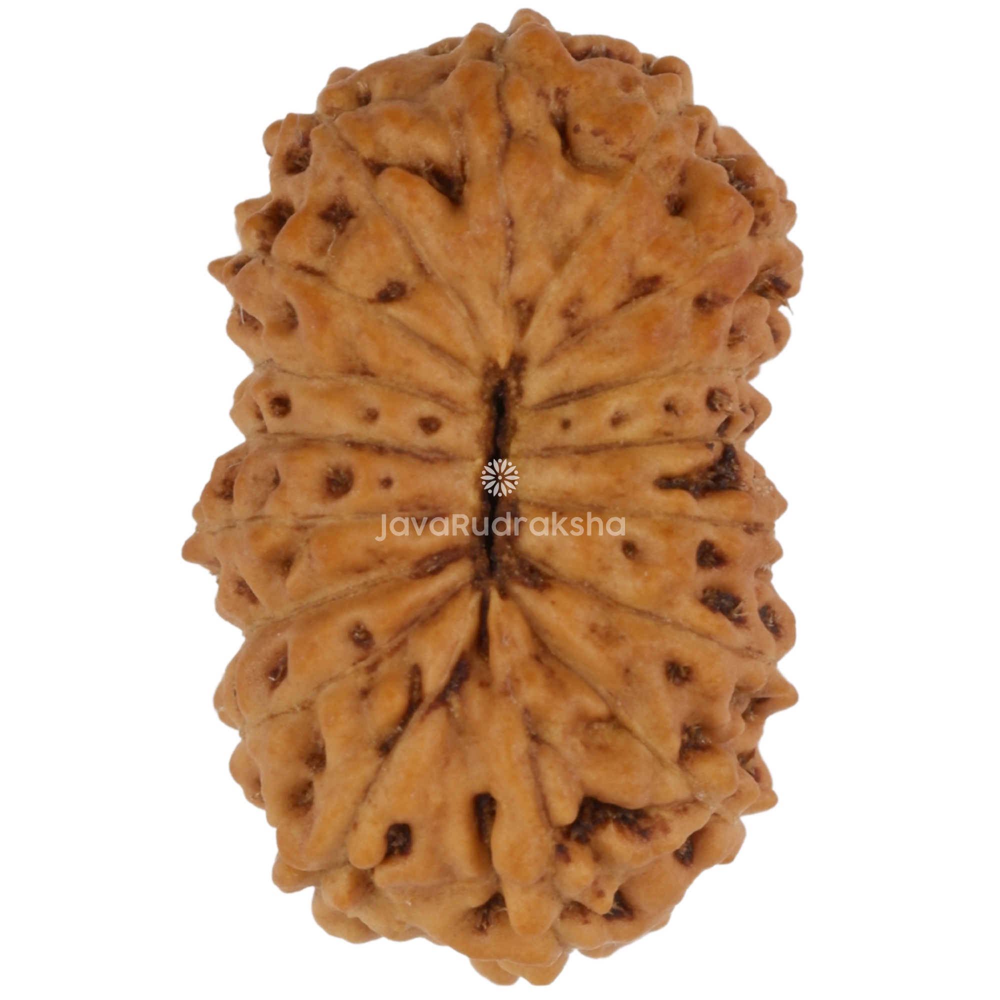 17 Mukhi Java Rudraksha 15.78 mm bottom view