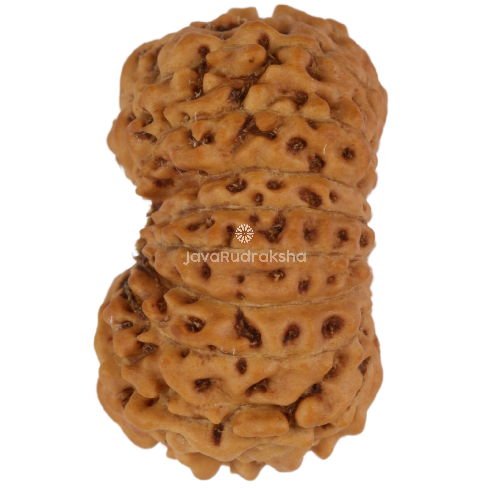 17 Mukhi Java Rudraksha 15.78 mm left side angle