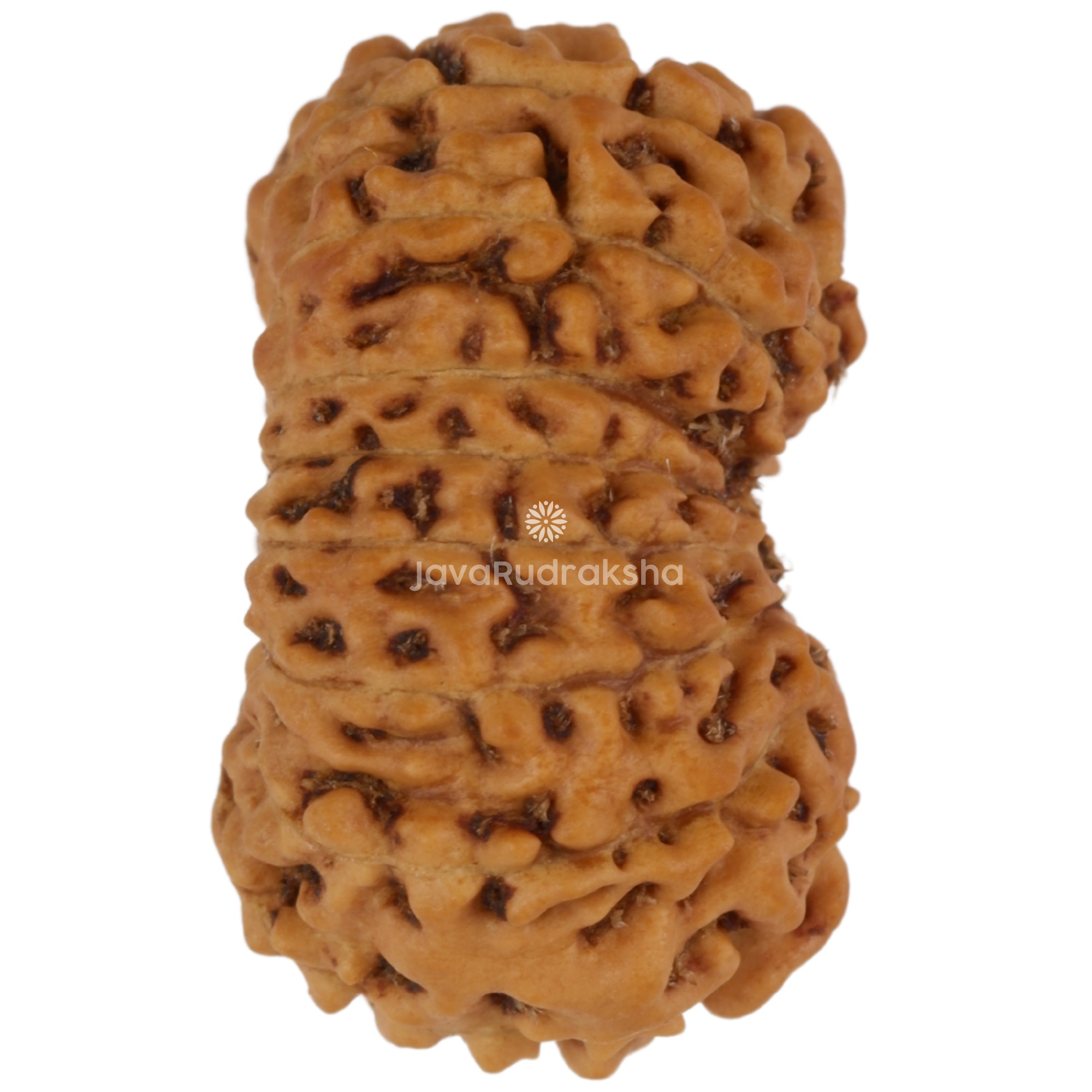 17 Mukhi Java Rudraksha 15.78 mm right side angle