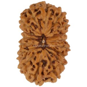 17 Mukhi Java Rudraksha 15.78 mm top view
