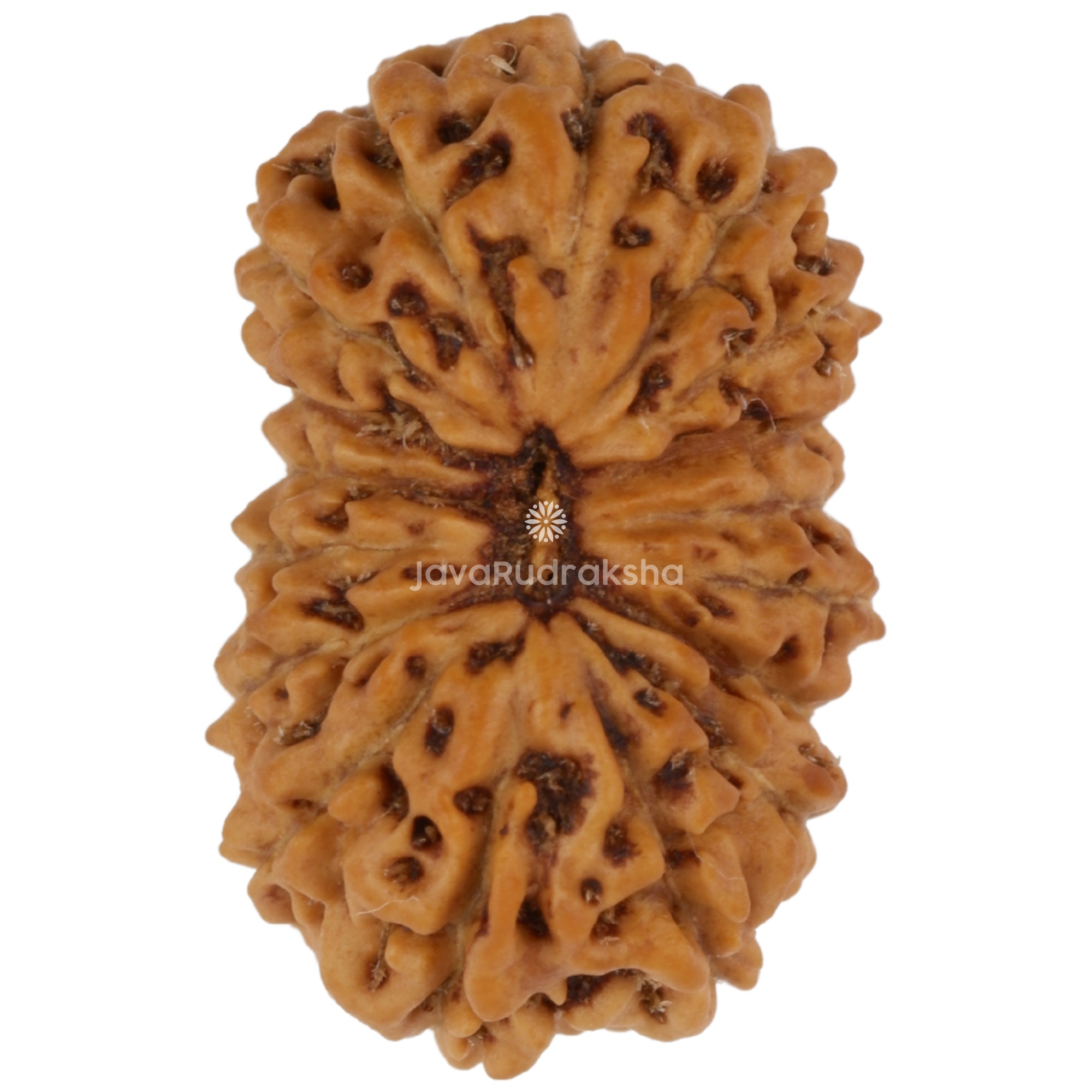 17 Mukhi Java Rudraksha 15.78 mm top view