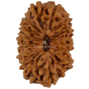 17 Mukhi Java Rudraksha 16.53 mm top view