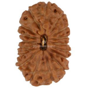 17 Mukhi Java Rudraksha 17.10 mm top view