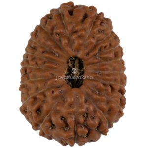 17 Mukhi Java Rudraksha 19.73 mm top view
