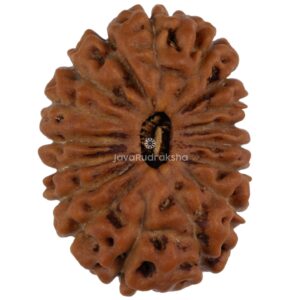17 Mukhi Java Rudraksha 19.92 mm top view