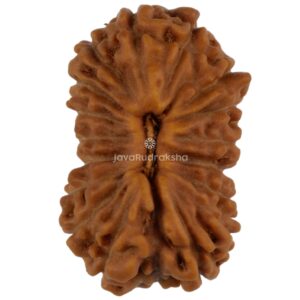 18 Mukhi Java Rudraksha 15.15 mm top view