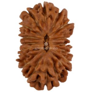 18 Mukhi Java Rudraksha 15.69 mm top view