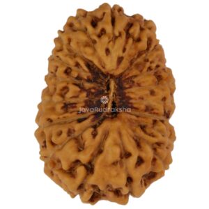 18 Mukhi Java Rudraksha 17.83 mm top view