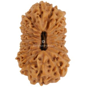 18 Mukhi Java Rudraksha 21.64 mm top view