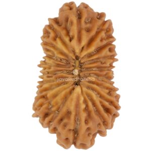 19 Mukhi Java Rudraksha 19.15 mm top view