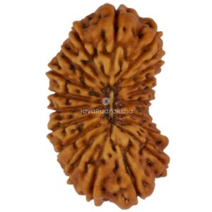 19 Mukhi Java Rudraksha 19.70 mm top view