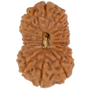 19 Mukhi Java Rudraksha 23.02 mm top view