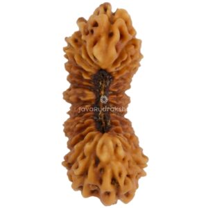 27 Mukhi Java Rudraksha 15.85 mm top view