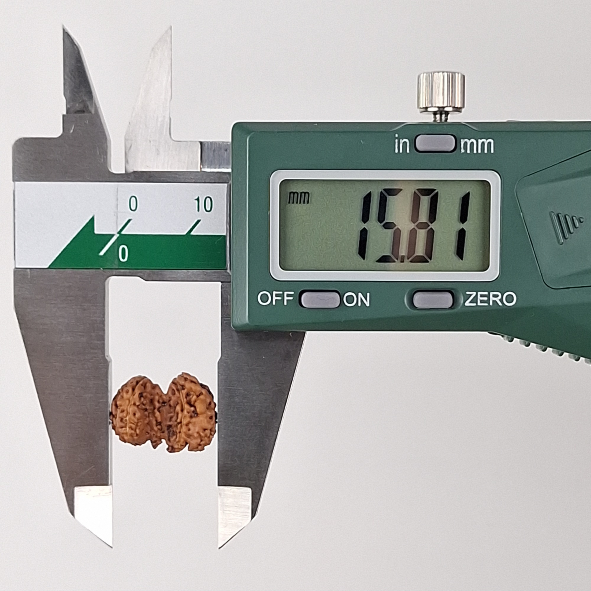 Chaturjuti Java Rudraksha 15.81 mm length measurement