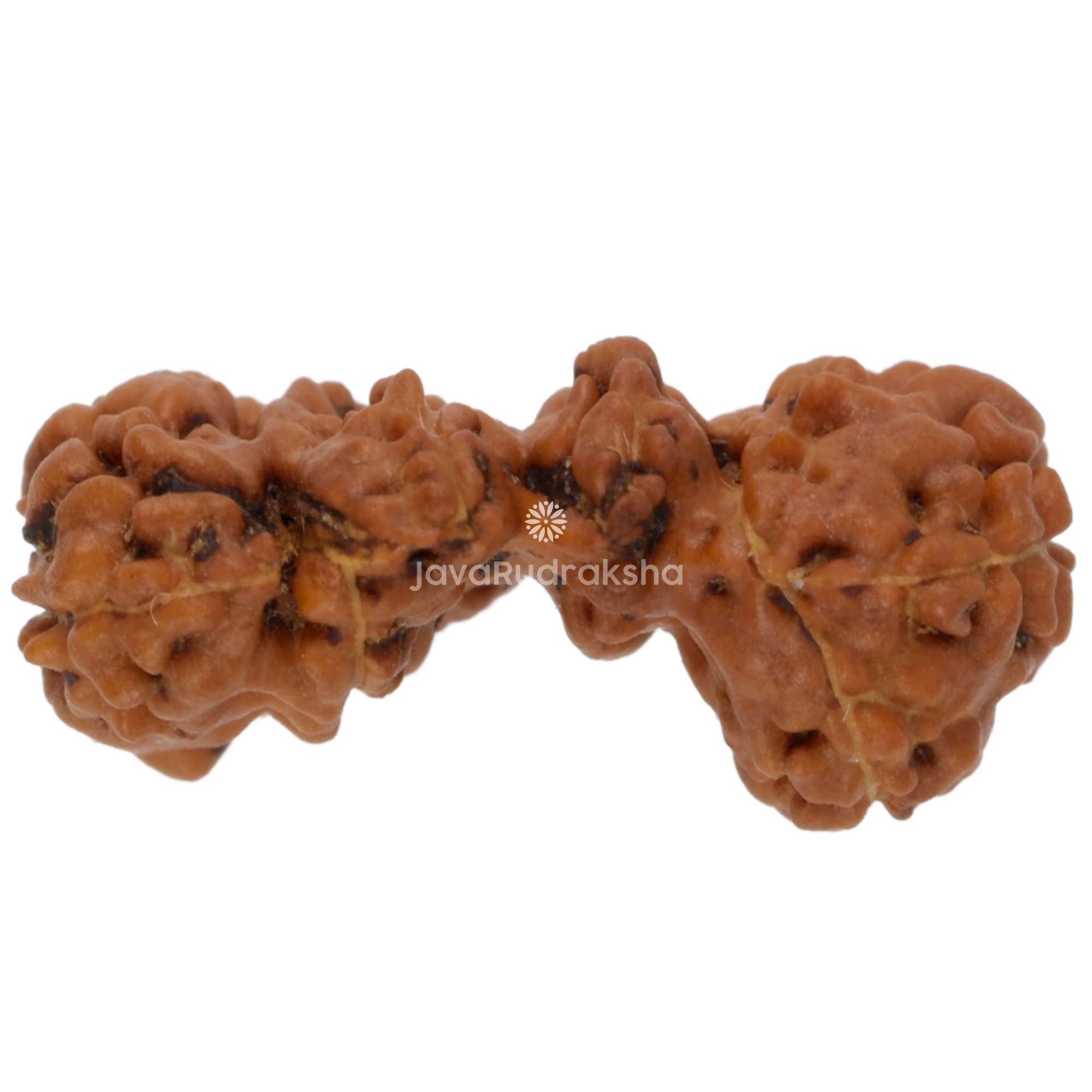 Chaturjuti Java Rudraksha 15.81 mm bottom view